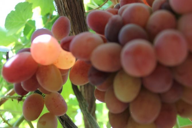 Калорийность черного винограда с косточками. Виноград: состав и калорийность, полезные свойства для организма
