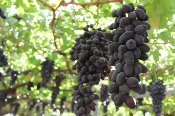Калорийность черного винограда с косточками. Виноград: состав и калорийность, полезные свойства для организма
