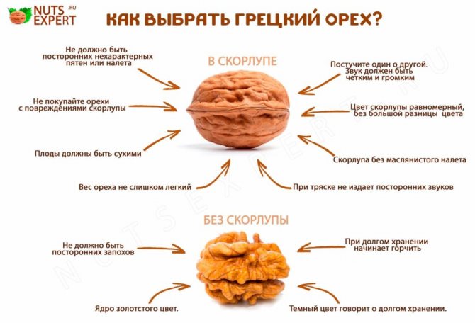 Инфографика: Как выбрать орех со скорлупой и без